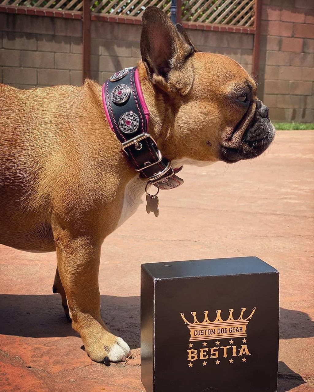 Leather Dog Collar – Bijou, Black & Pink