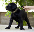 Handcrafted Leather Dog Collar – Maxi Style
