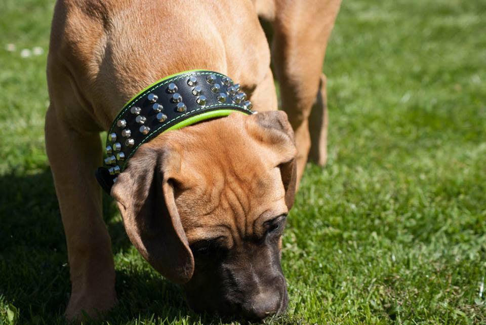 Studded Leather Dog Collar – Stud Style