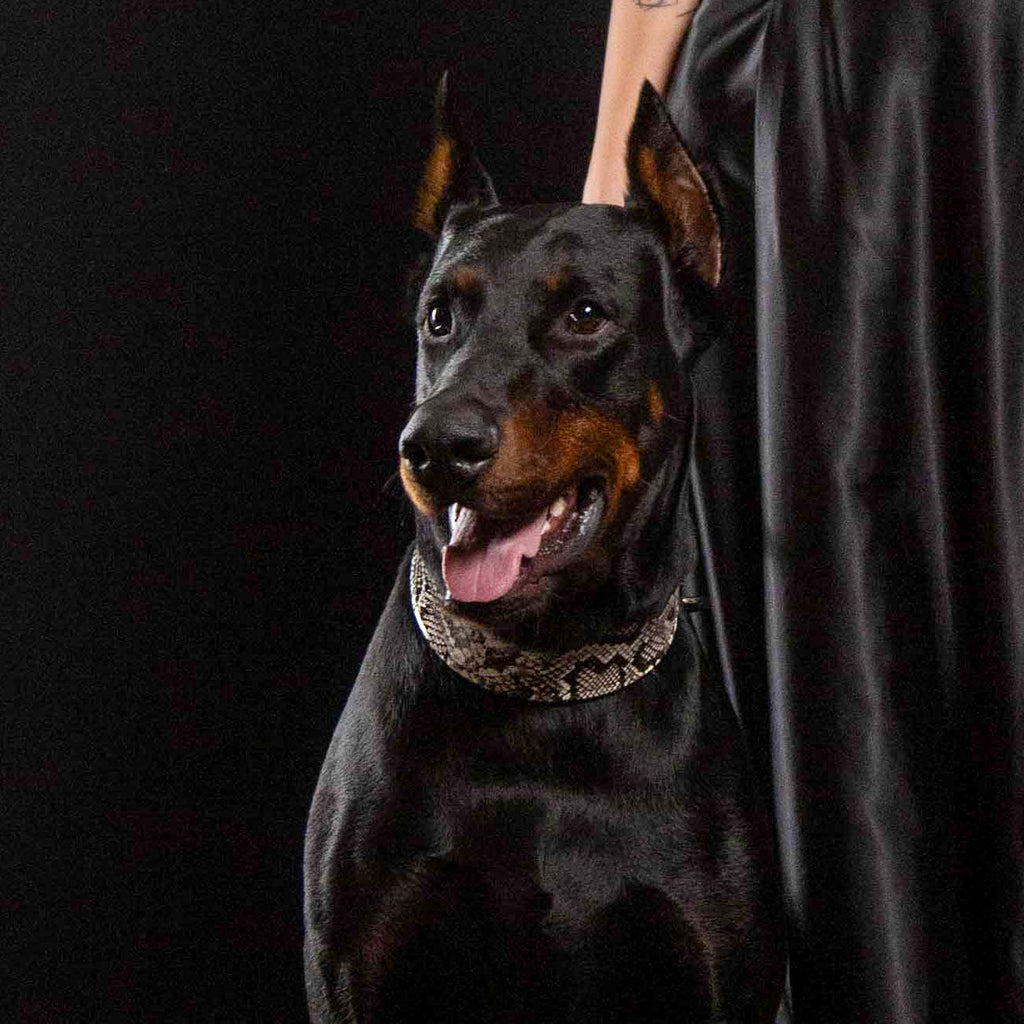 Python-Embossed Leather Dog Collar – Rock Python