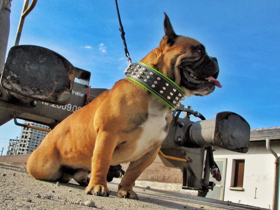Studded Leather Dog Collar – Stud Style