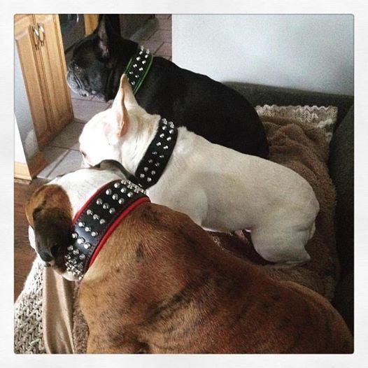 Studded Leather Dog Collar – Stud Style
