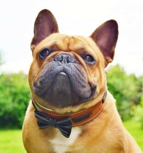 Leather Dog Collar with Bowtie – Brown
