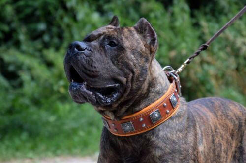 Wide Leather Dog Collar – Eros, 2.5 Inch, Brown