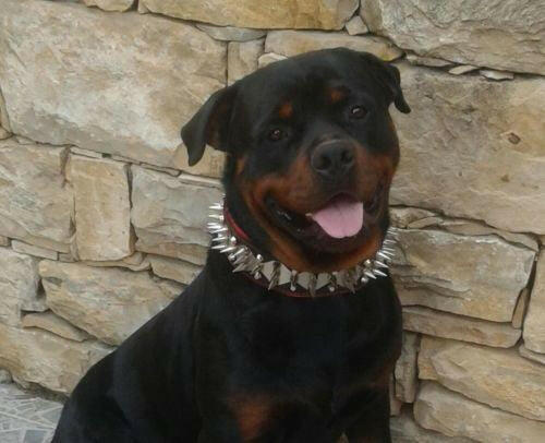 Leather and Steel  Dog Collar | Wide | Bestia Dog Gear