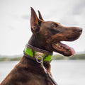 Snake-Print Leather Dog Collar – Venom Style