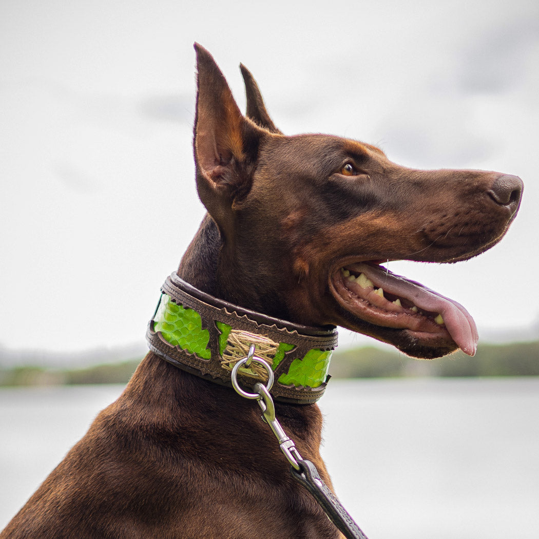 Snake-Print Leather Dog Collar – Venom Style