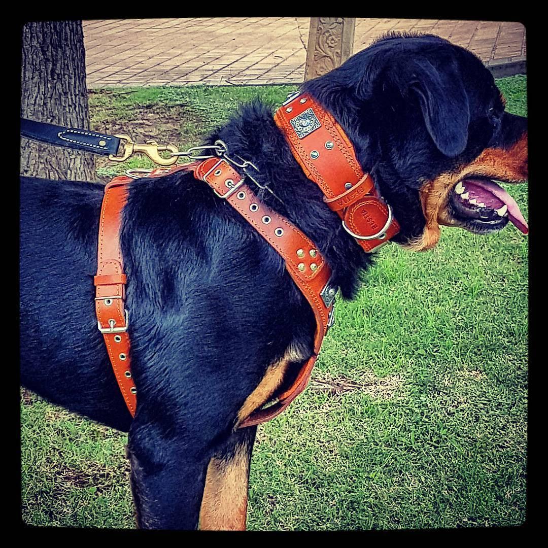 Eros Leather Dog Harness – Brown | Handcrafted by Bestia