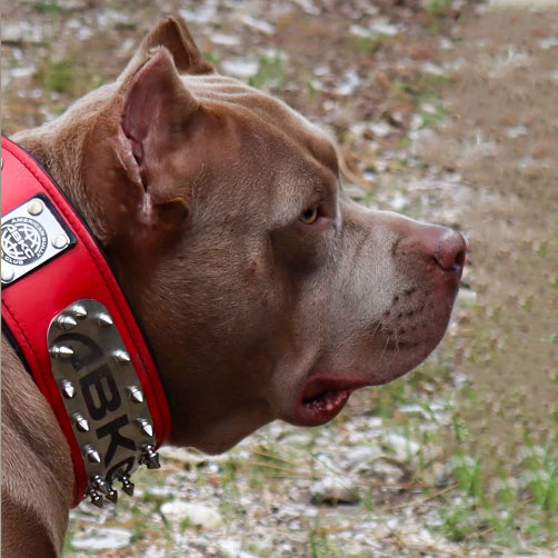 Leather Dog Collar – "ABKC", Spiked, American Bully Kennel Club