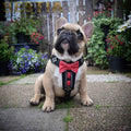 "Bowtie" Handmade Leather Dog Harness – Black | by Bestia Dog Gear