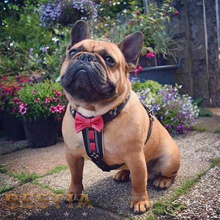 Bowtie Leather Dog Harness – Brown | Handcrafted by Bestia