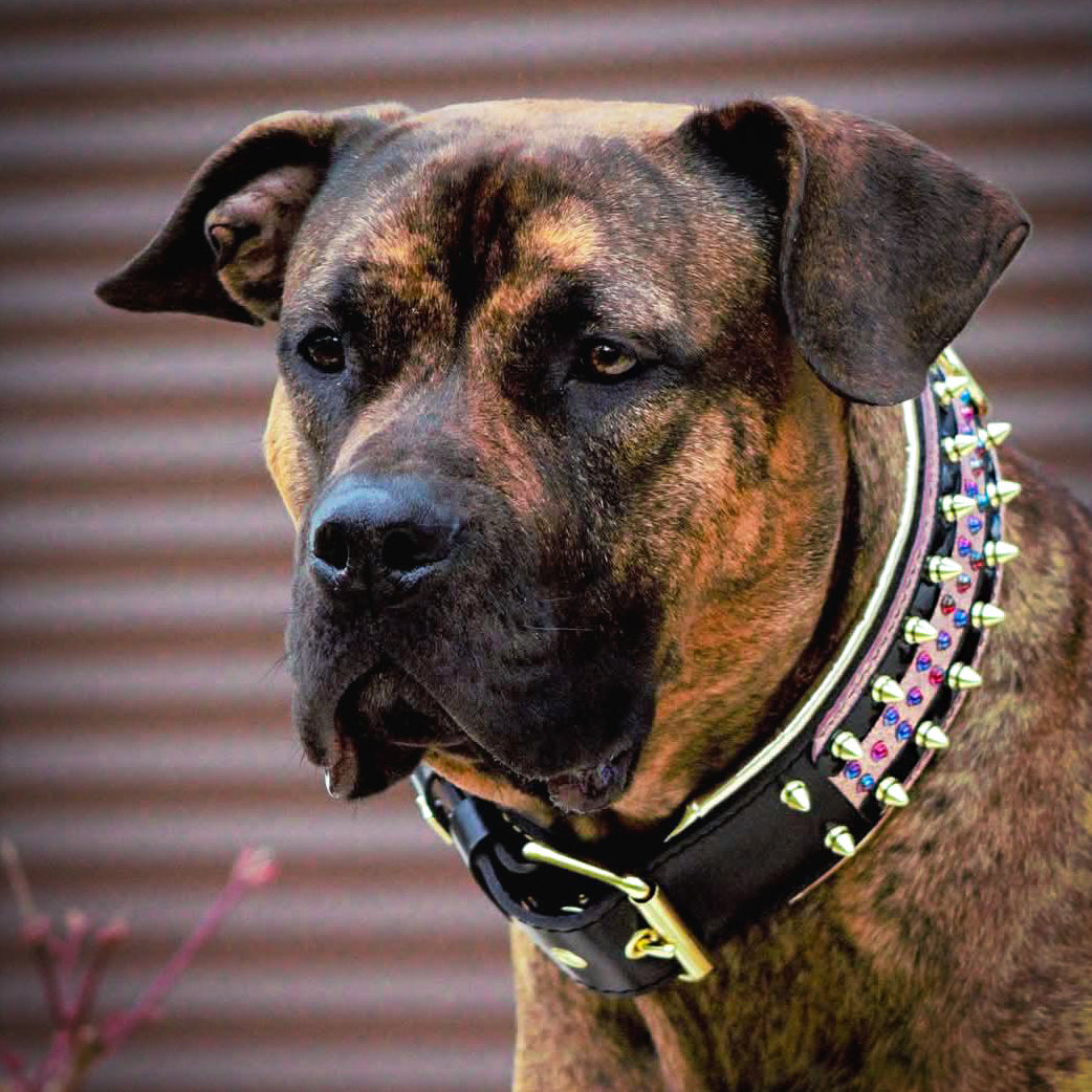 "Candy" Handmade Leather Dog Collar – Black | M, L, XL & XXL | by Bestia Dog Gear