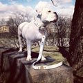 Leather Dog Leash – "Maximus", White & Gold | 90 cm