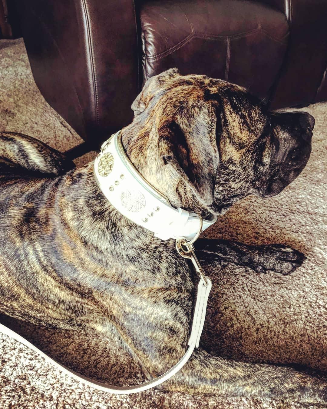 Leather Dog Leash – "Maximus", White & Gold | 90 cm