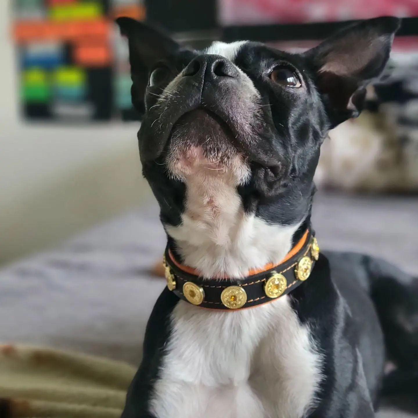 Handmade Leather Puppy Collar – Bijou Style