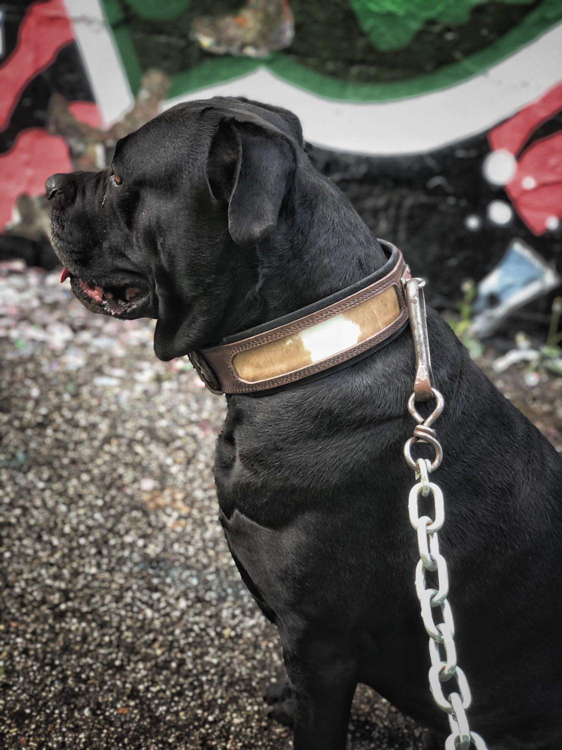 Leather Dog Collar – Buffalo Style