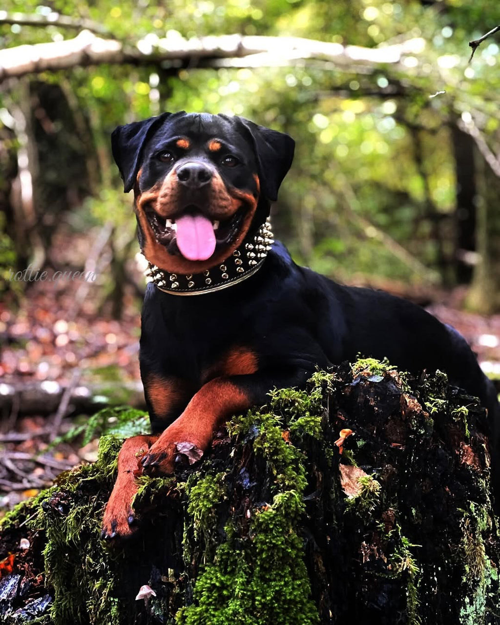 Leather Dog Collar – Gold Giant, Gold Hardware