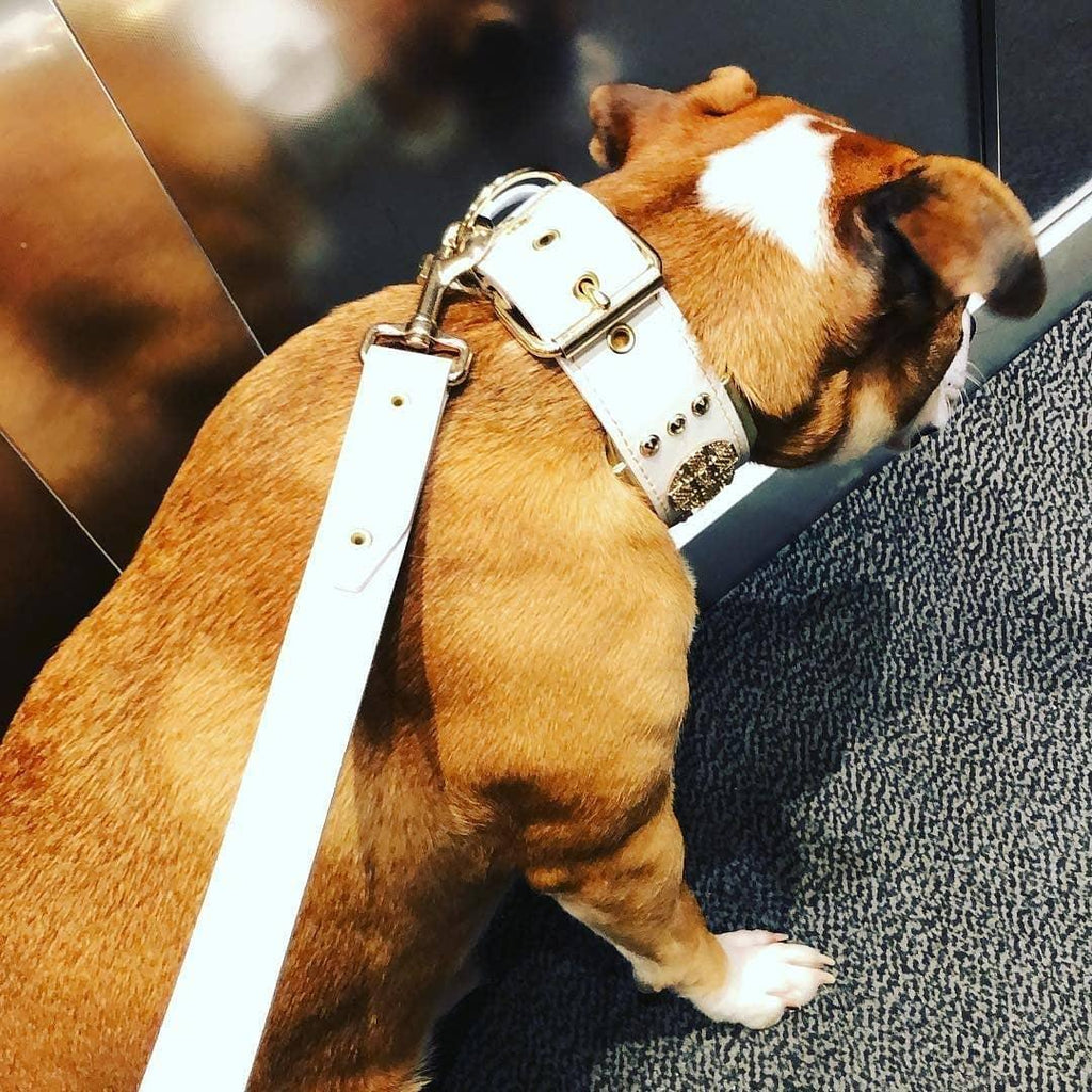 Leather Dog Leash – "Maximus", White & Gold | 90 cm