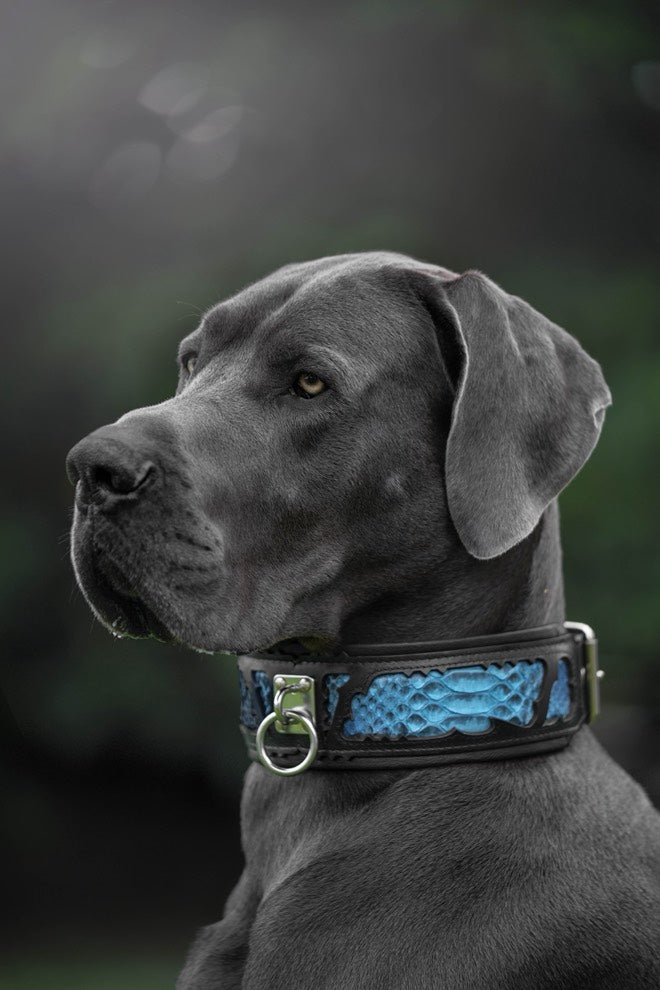 Python-Embossed Leather Dog Collar – Morelia