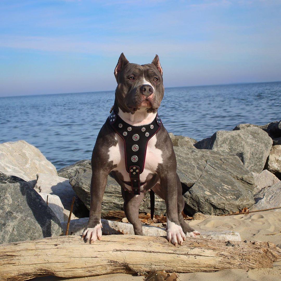 "Bijou" Handmade Leather Dog Harness – Black & Red | M, L/XL & XXL