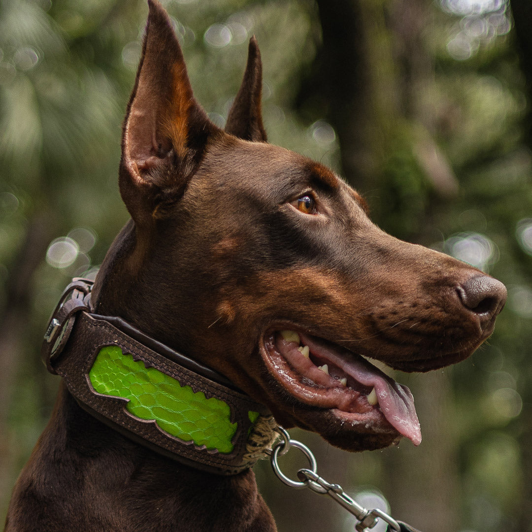 Snake-Print Leather Dog Collar – Venom Style