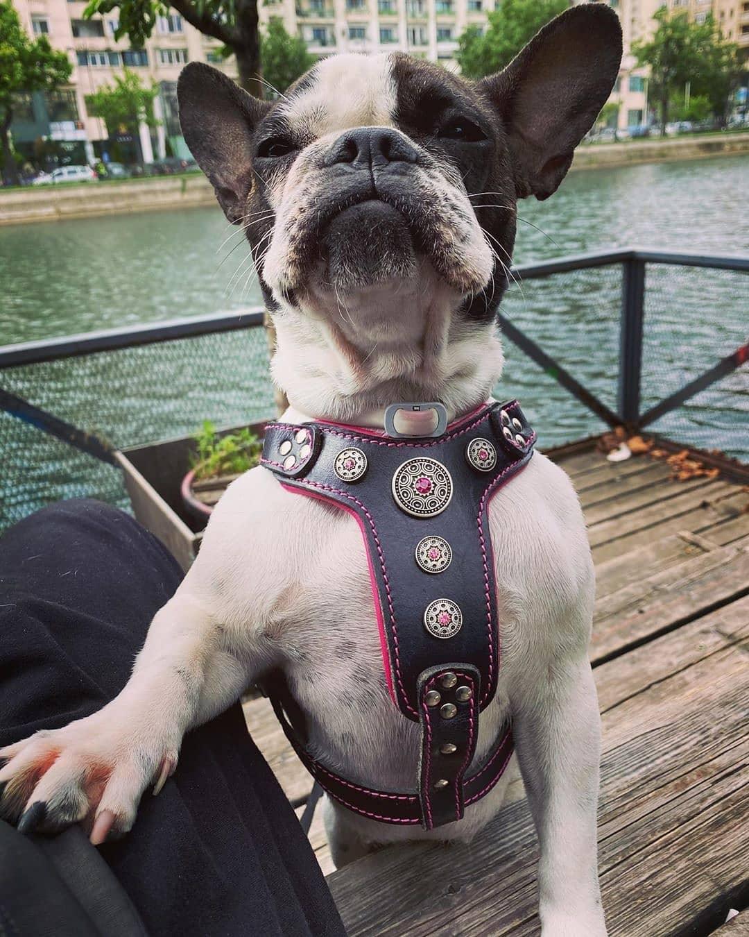 The Bijou Leather Dog Harness — Black & Pink | Small to Medium