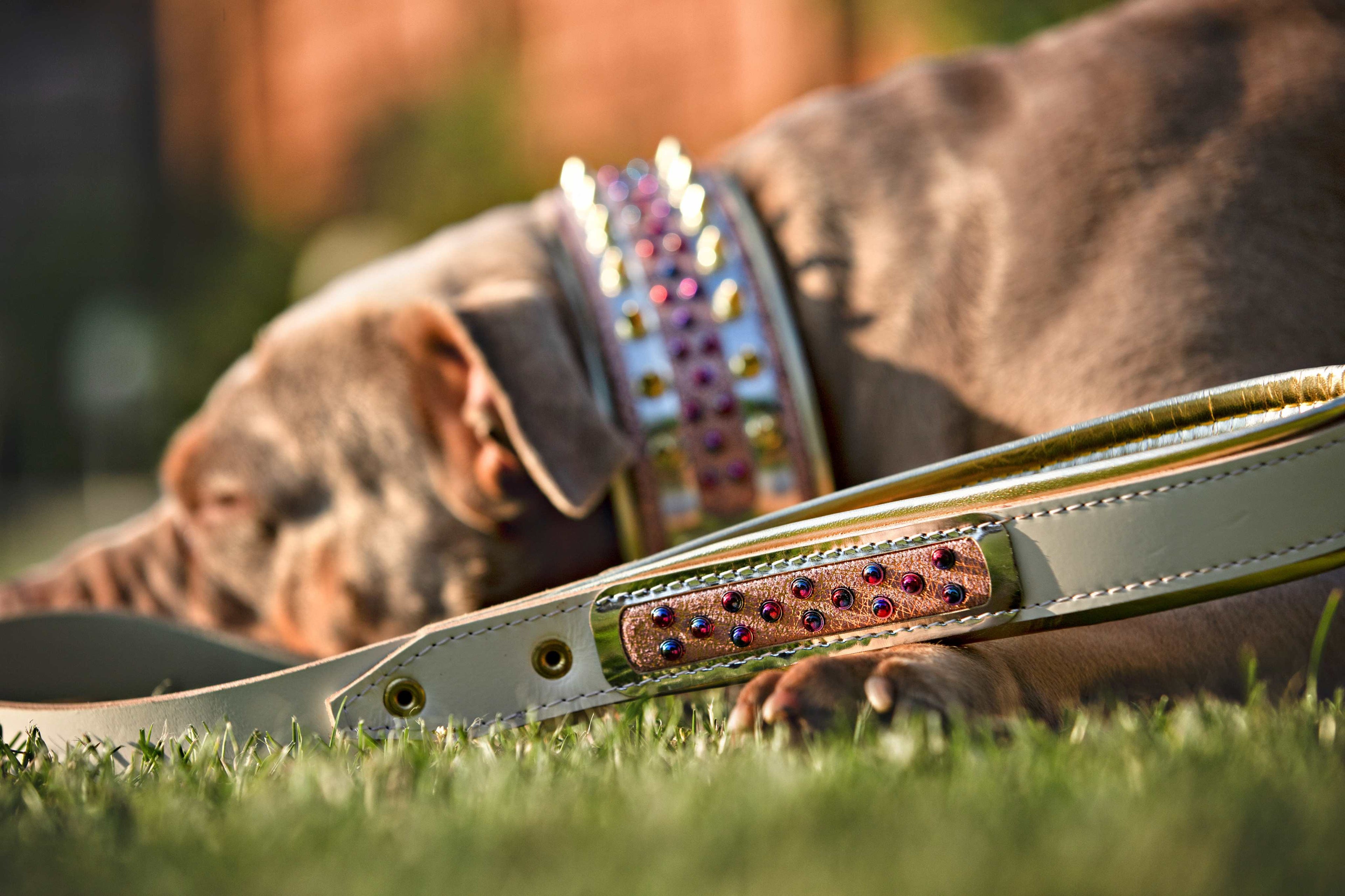 Candy White Leather Dog Collar – Gold Studs & Gems | M, L, XL & XXL