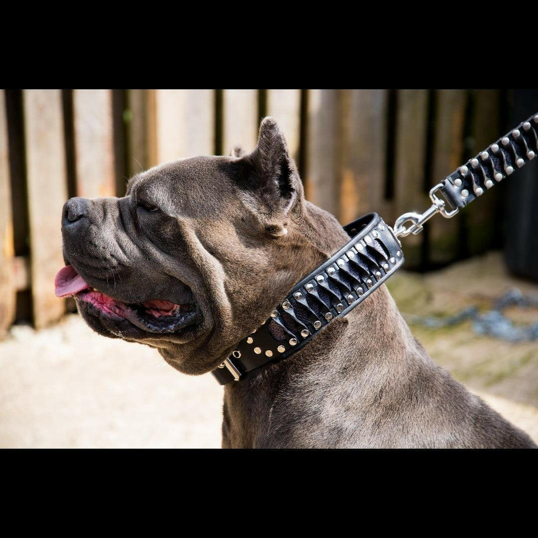 Leather Dog Collar – Steampunk, Exclusive Design