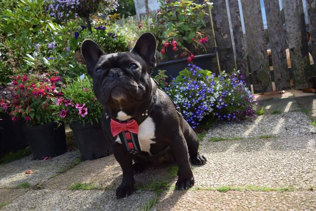 "Bowtie" Handmade Leather Dog Harness – Black | by Bestia Dog Gear