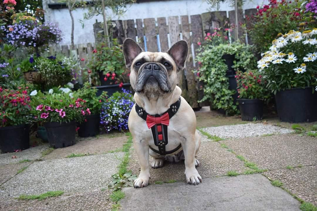 Bowtie Leather Dog Harness – Brown | Handcrafted by Bestia