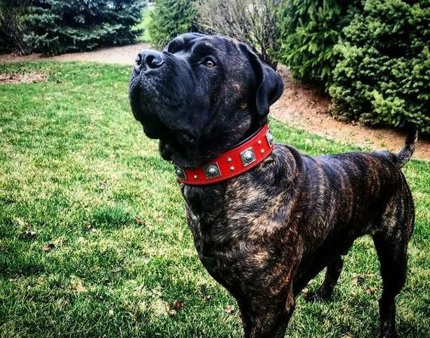 Wide Leather Dog Collar – Eros, 2.5 Inch, Red