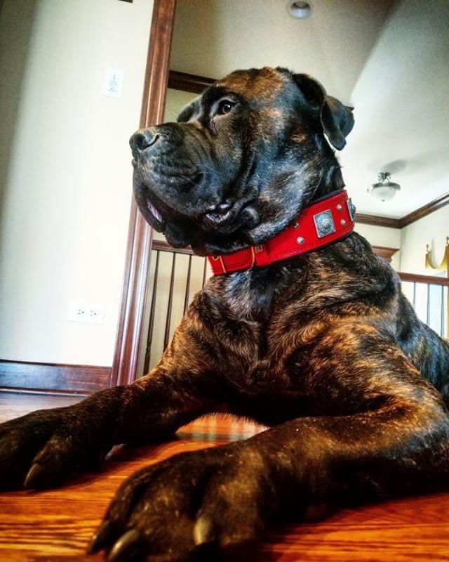 Wide Leather Dog Collar – Eros, 2.5 Inch, Red