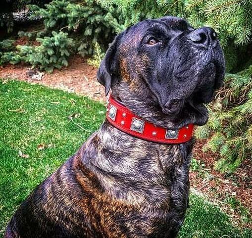 Wide Leather Dog Collar – Eros, 2.5 Inch, Red