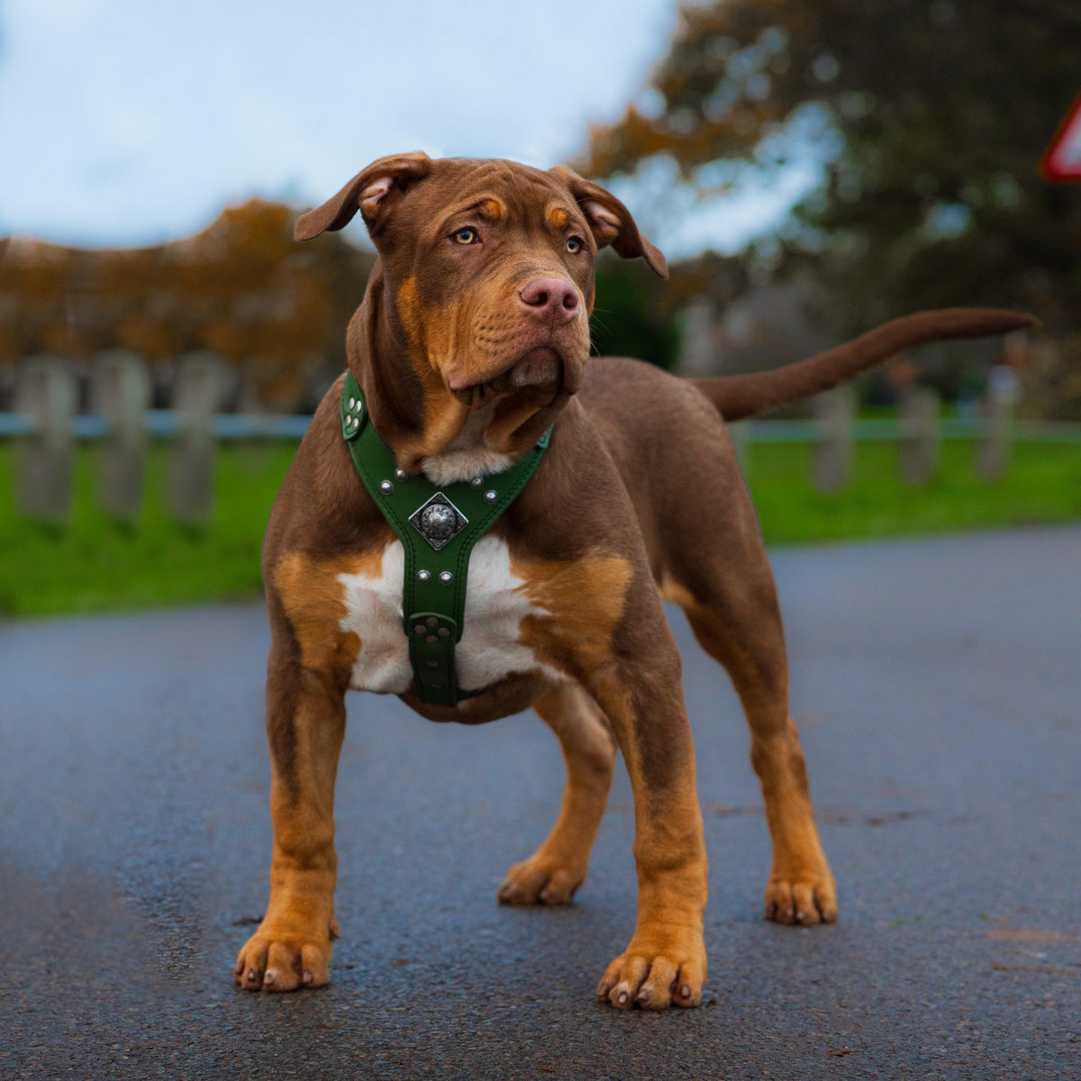 "Eros" Handmade Leather Dog Harness – Green | S & M | by Bestia Dog Gear