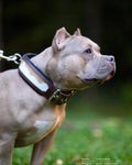 Leather Dog Collar – Buffalo Style