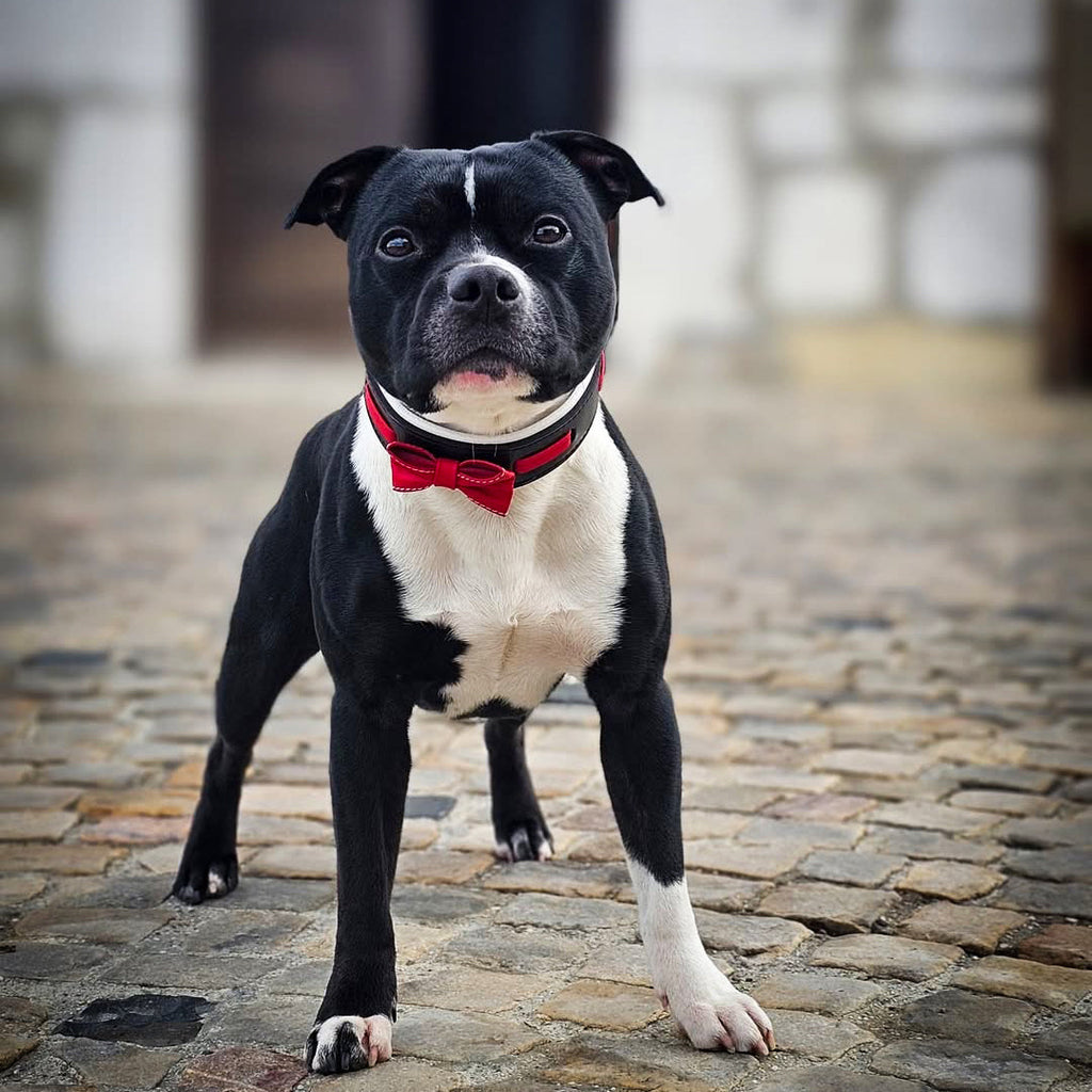 Leather Dog Collar with Bowtie – Black