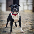 Leather Dog Collar with Bowtie – Black