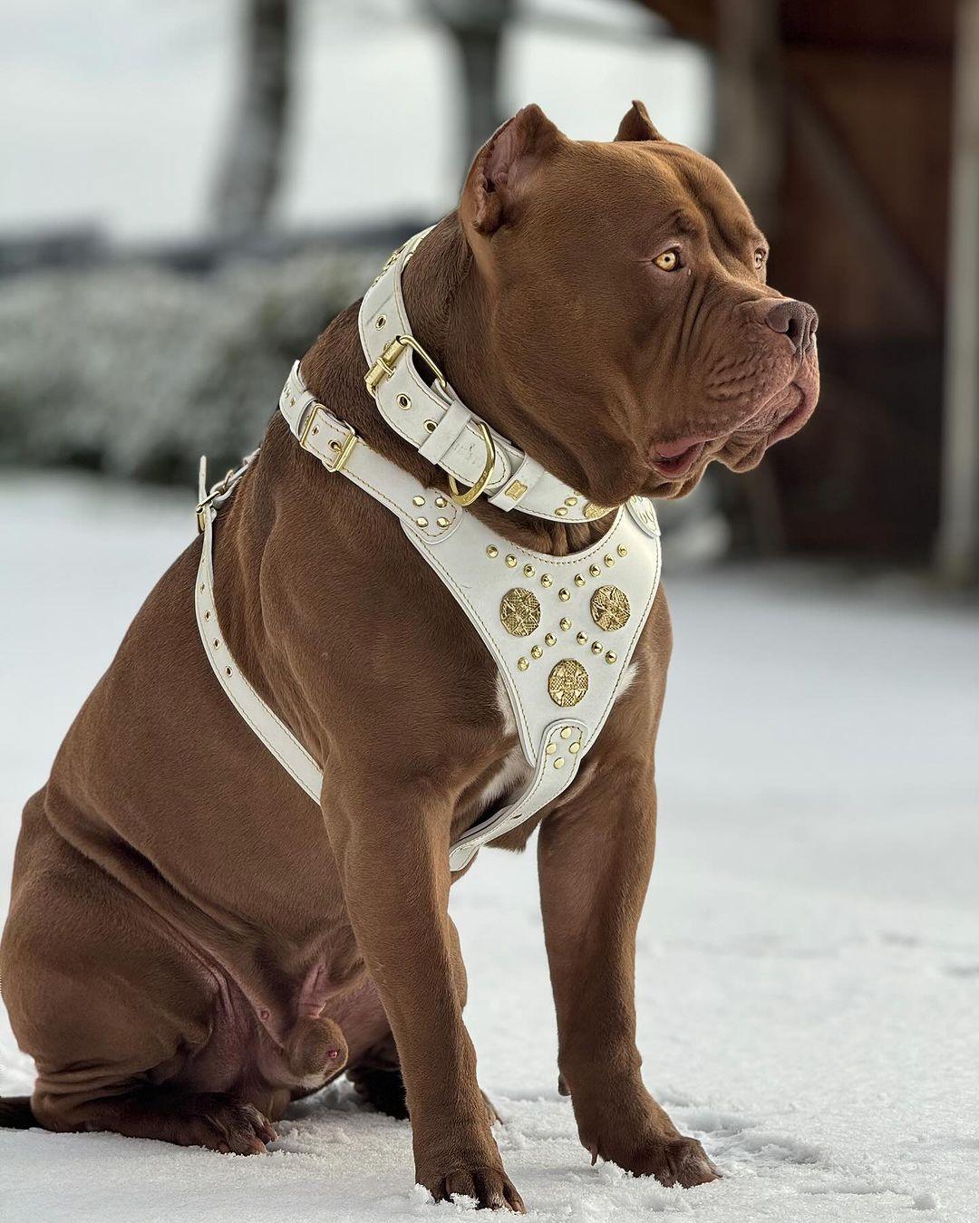 The Maximus Leather Dog Harness — White & Gold | Medium to Giant