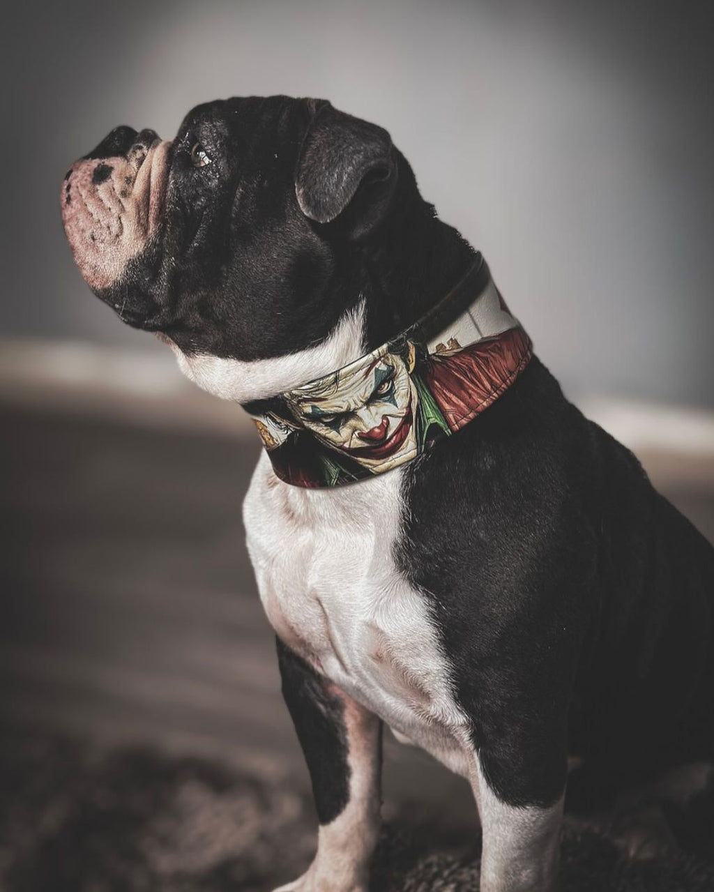 Leather Dog Collar – Joker Inspired, Halloween Edition