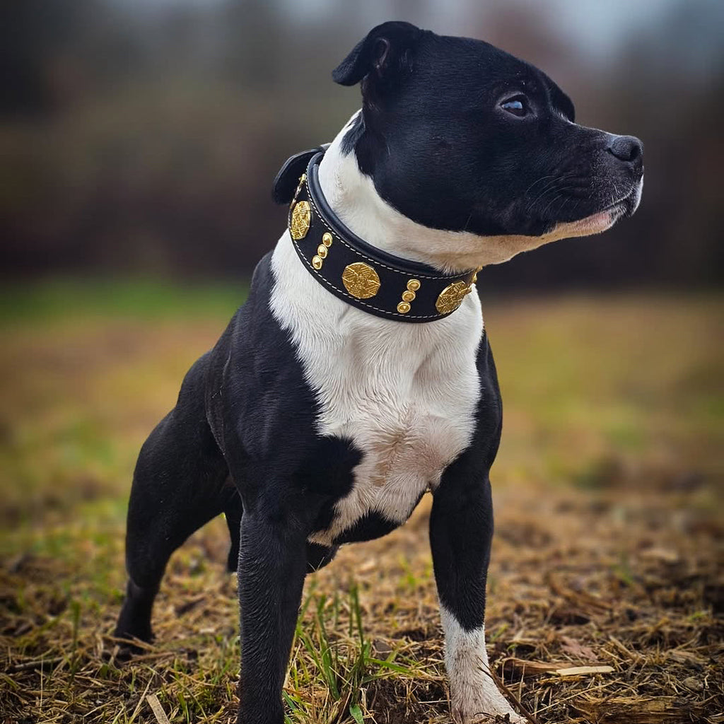 Wide Leather Dog Collar – Maximus, 2 Inch, Gold Decoration
