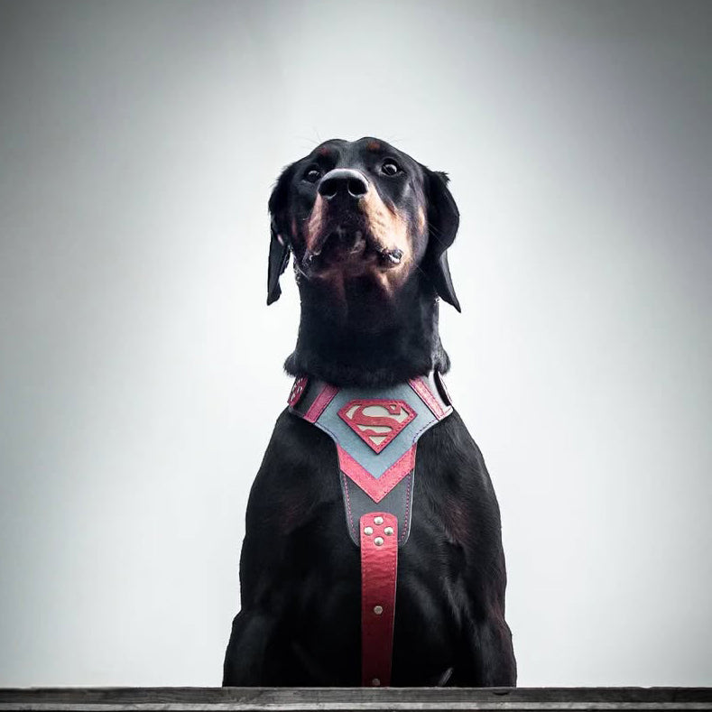 Superdog Harness