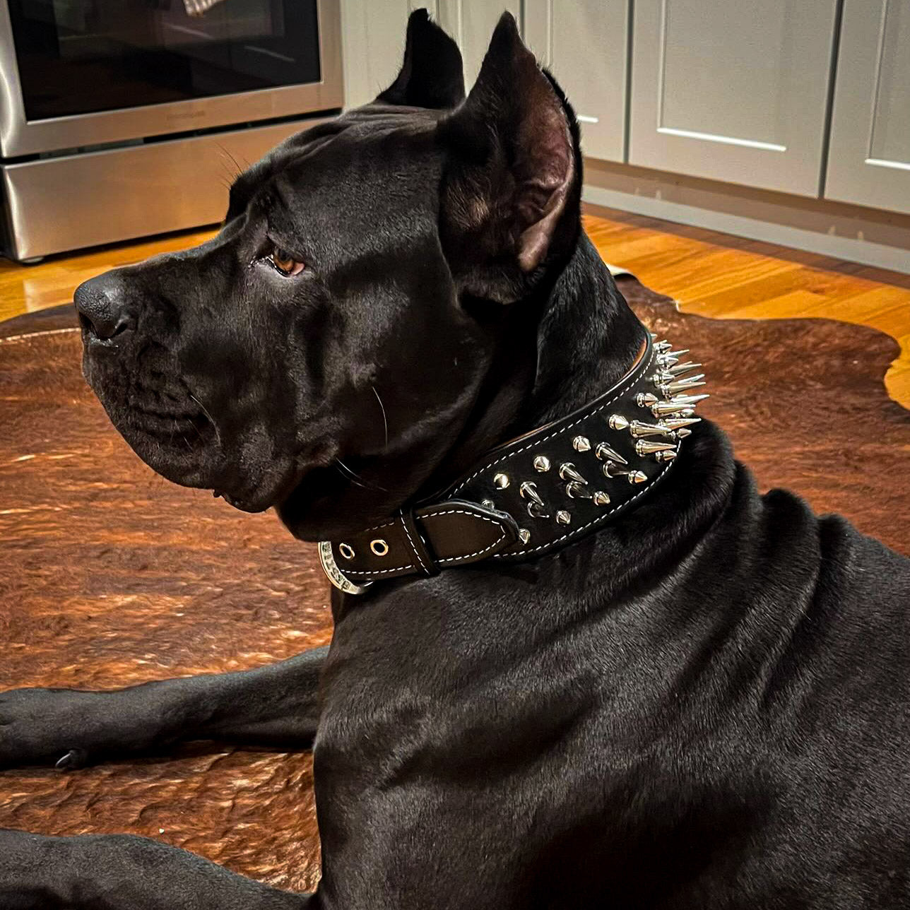 The "Big Boy" collar for Bully Dogs