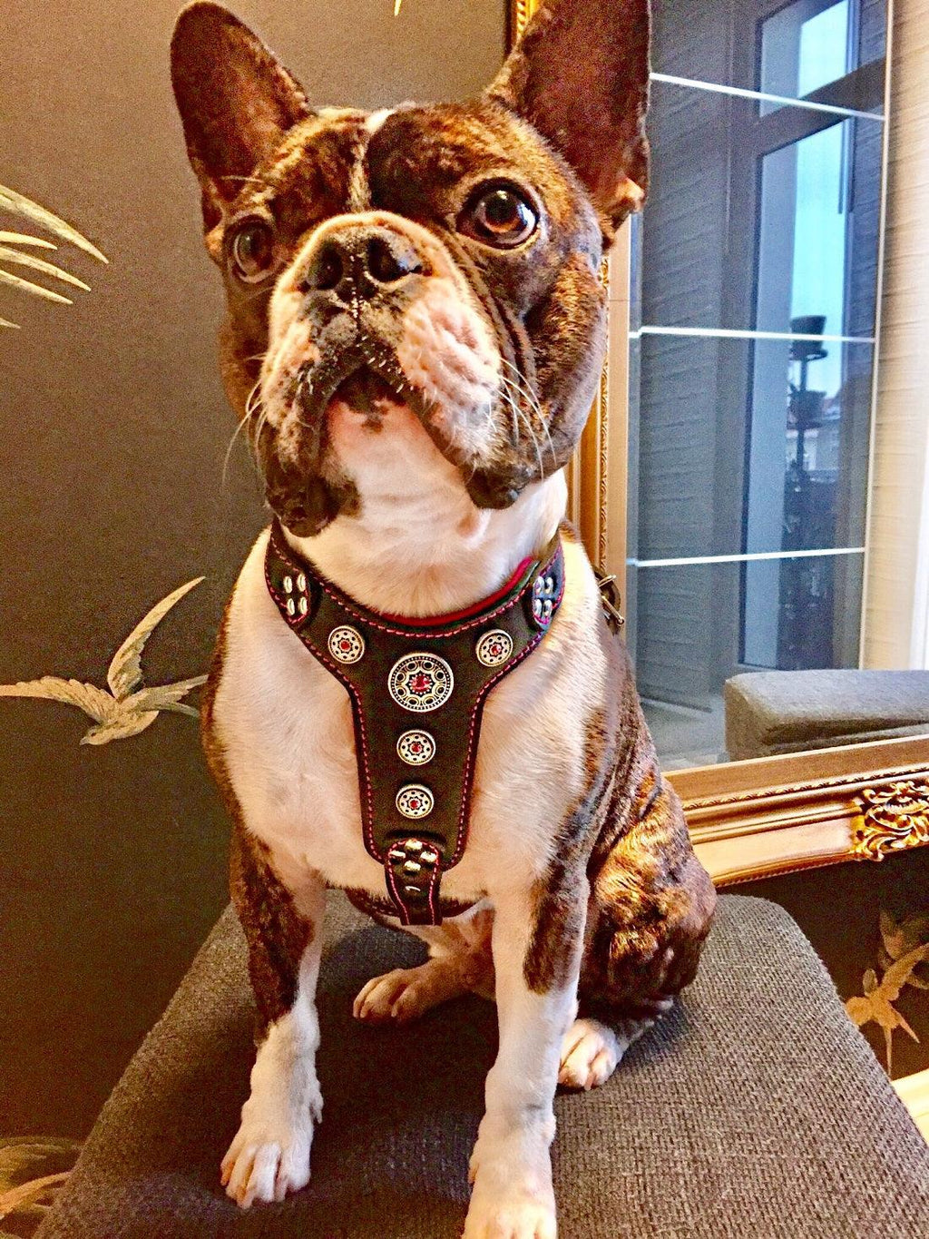 The Bijou Leather Dog Harness — Black & Pink | Small to Medium