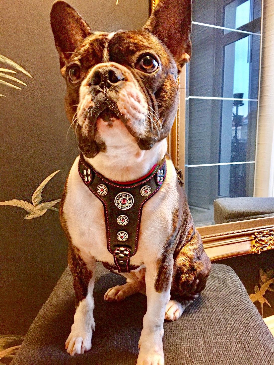 The Bijou Leather Dog Harness — Black & Pink | Small to Medium