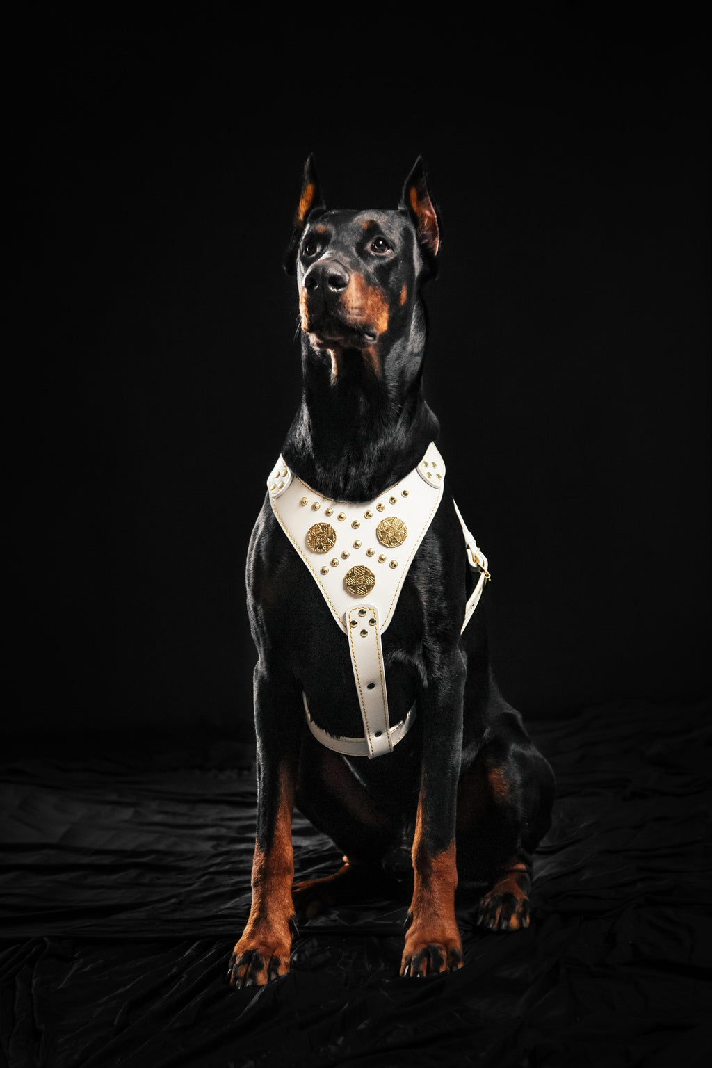 The Maximus Leather Dog Harness — White & Gold | Medium to Giant