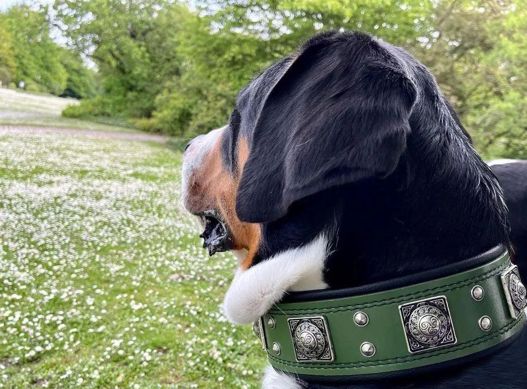Wide Leather Dog Collar – Eros, 2.5 Inch, Green