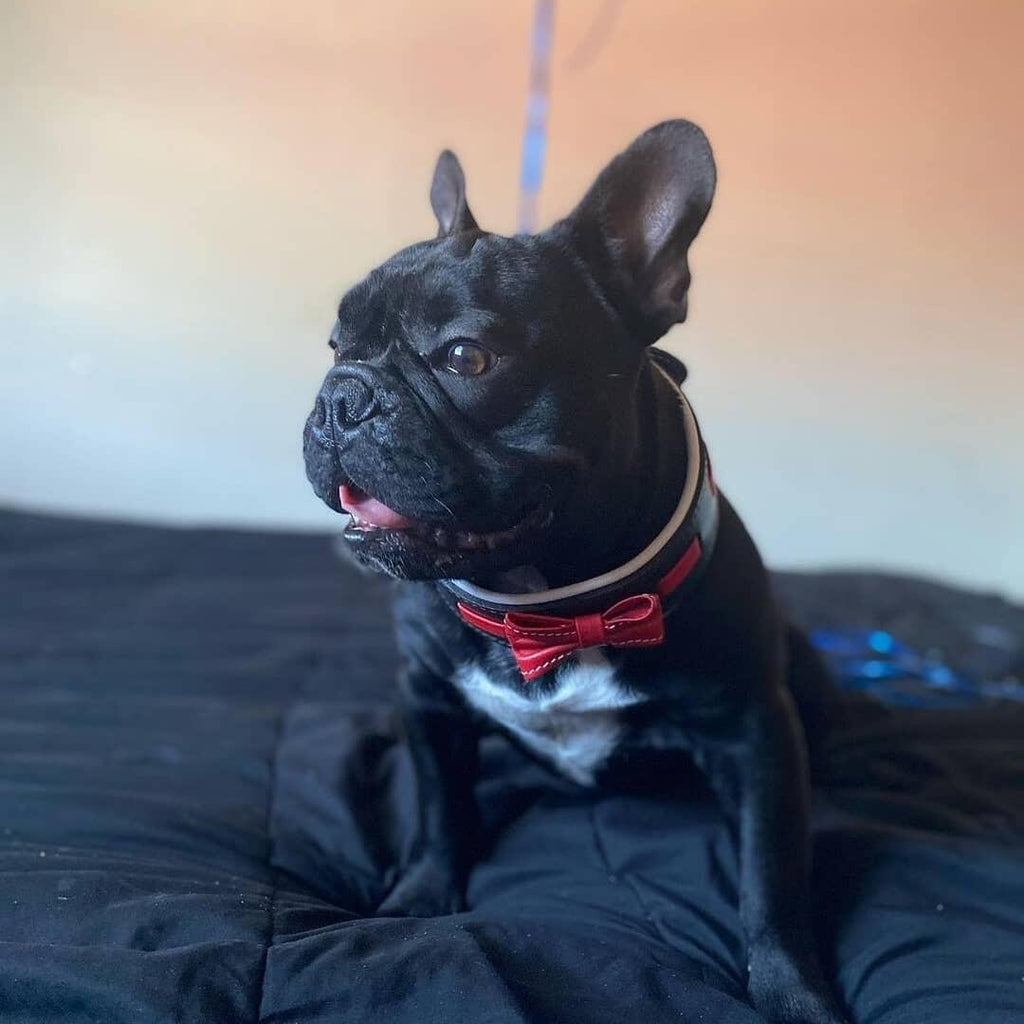 Leather Dog Collar with Bowtie – Black