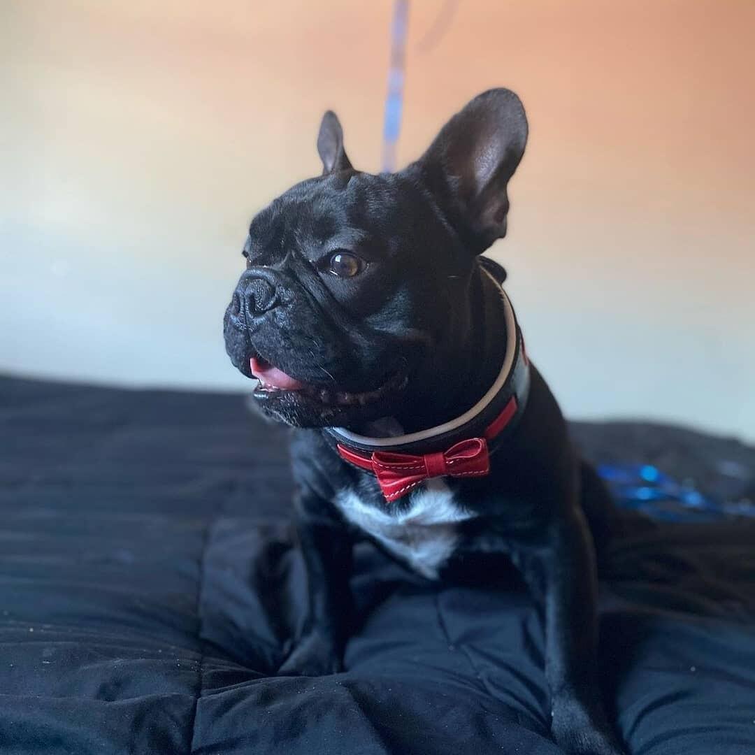 Leather Dog Collar with Bowtie – Black