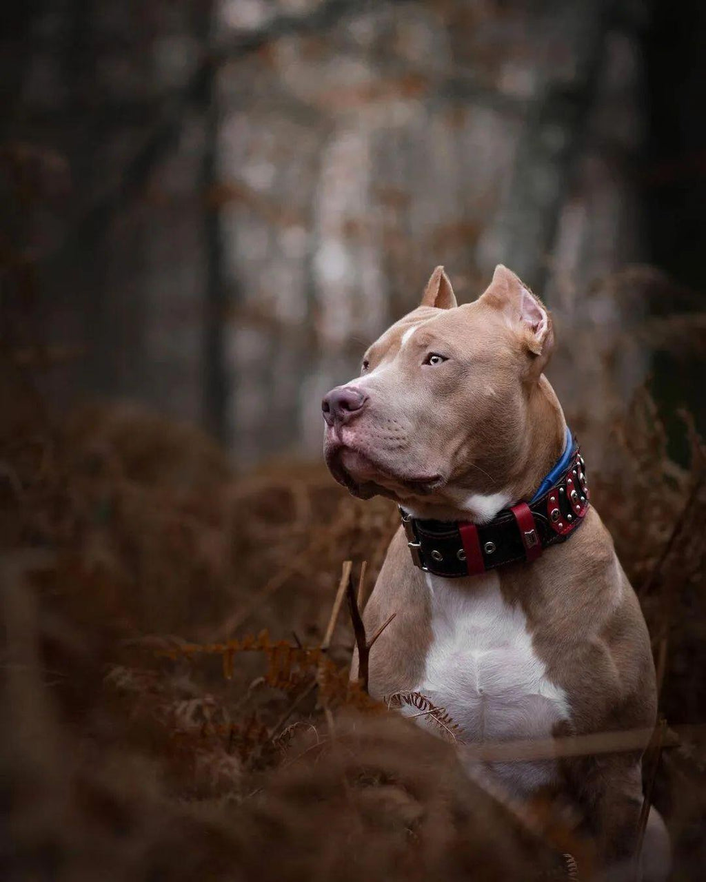 Leather Dog Collar – Captain America Inspired, Star Rivets