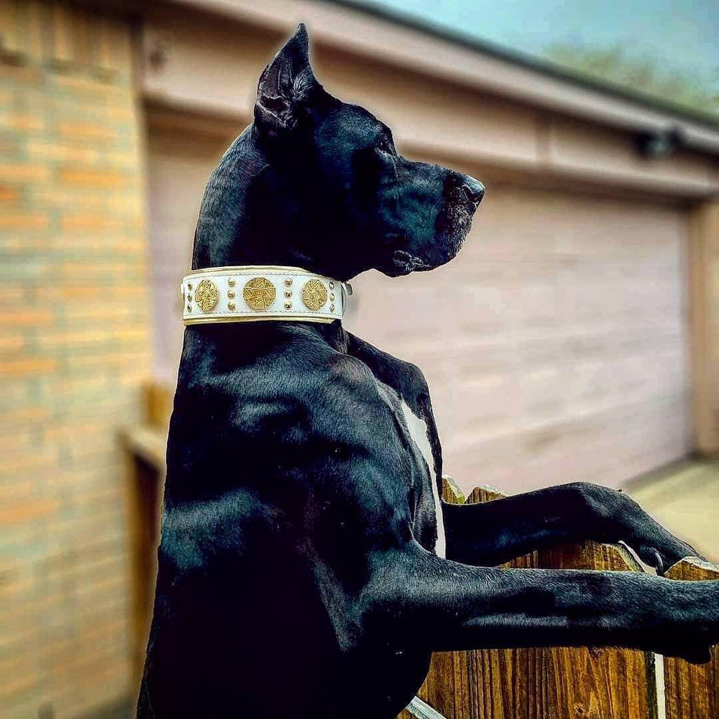 Wide Leather Dog Collar – Maximus, 2.5 Inch, White & Gold